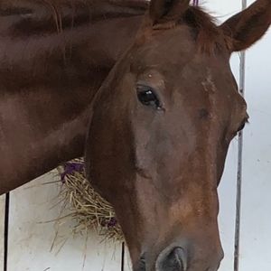 Meet your Posher, Alex